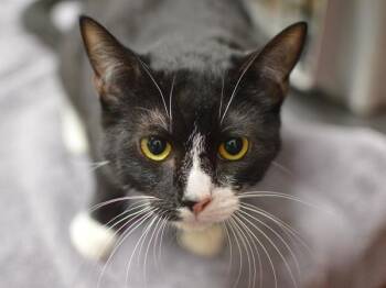 Domestic Short Hair Cats Available for Adoption - Sunny | PetCurious