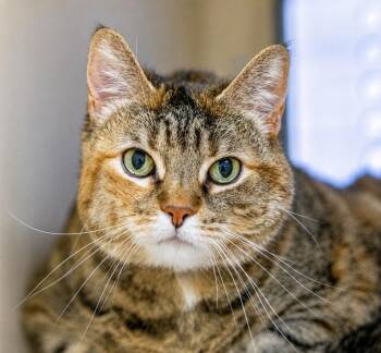Cinnabon -  Domestic Short Hair Cat for Adoption in Pontiac, Michigan - Cinnabon | PetCurious