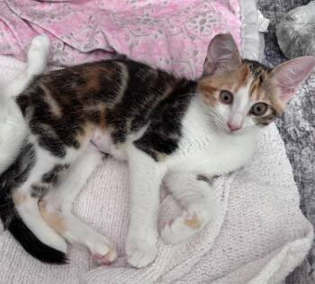 Thelma (Sushi) -  Domestic Short Hair Cat for Adoption in Diamond Springs, California - Thelma (Sushi) | PetCurious