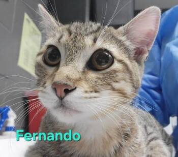 Fernando -  Domestic Short Hair Cat for Adoption in Fort Worth, Texas - Fernando | PetCurious