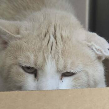 Crash -  Domestic Short Hair Cat for Adoption in Orange, Virginia - Crash | PetCurious