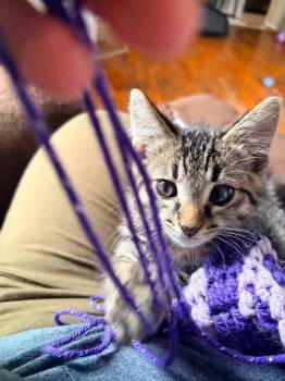 Penne -  Domestic Long Hair Cat for Adoption in Muskegon, Michigan - Penne | PetCurious