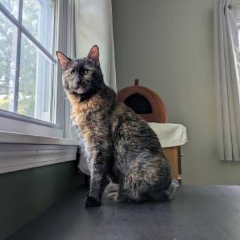Rescue Domestic Short Hair Cats for Adoption in South Elgin, Illinois - Tulla | PetCurious