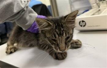 TIKO -  Domestic Medium Hair Cat Available for Adoption in Doral, Florida - TIKO | PetCurious