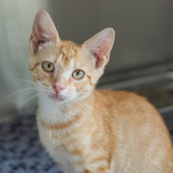 Ronaldo -  Domestic Short Hair Cat for Adoption in Houston, Texas - Ronaldo | PetCurious