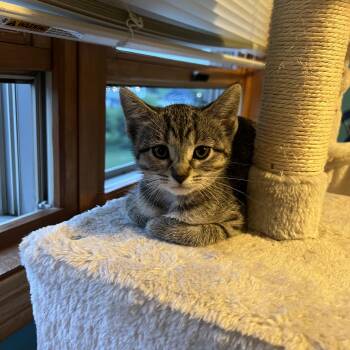 Dream Float -  Domestic Short Hair Cat for Adoption in Mineral Point, Wisconsin - Dream Float | PetCurious