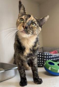 Snack Shack - I AM AT PetSmart Framingham -  Domestic Short Hair Cat for Adoption in East Brookfield, Massachusetts - Snack Shack - I AM AT PetSmart Framingham | PetCurious