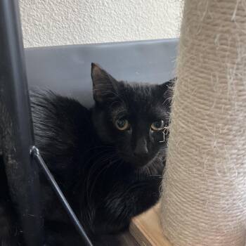 Domestic Short Hair Cats Available for Adoption in Las Vegas, Nevada - Tina | PetCurious