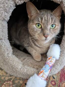 Domestic Short Hair Cats Available for Adoption - Biscuit | PetCurious