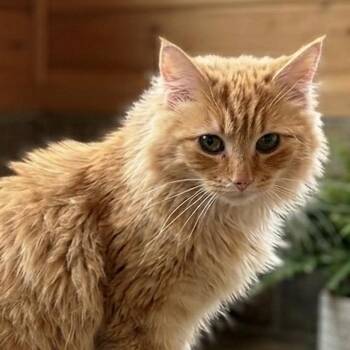 Domestic Long Hair Cats Available for Adoption - Simba | PetCurious