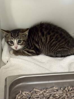 Domestic Short Hair Cats Available for Adoption in Fairfax, Virginia - Lexus | PetCurious