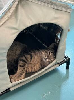 Rescue Domestic Short Hair Cats for Adoption in Portsmouth, Virginia - Jasper | PetCurious