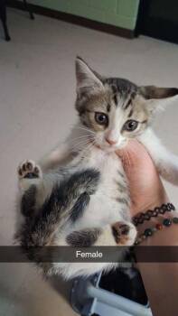 Domestic Short Hair Cats Available for Adoption in Burnsville, North Carolina - Pipsqueak | PetCurious