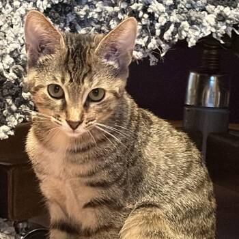 Ghost Pepper Westie 56392 -  Domestic Short Hair Cat for Adoption in Eaton Rapids, Michigan - Ghost Pepper Westie 56392 | PetCurious