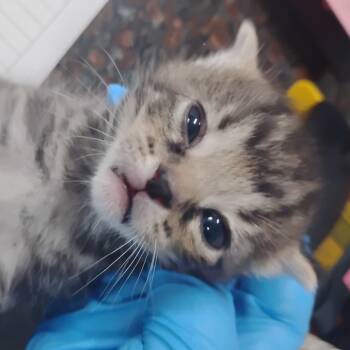 Rescue Domestic Short Hair Cats for Adoption in Summerville, South Carolina - Kyle | PetCurious