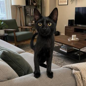 Willy -  Domestic Short Hair Cat for Adoption in NEW PT RICHEY, Florida - Willy | PetCurious