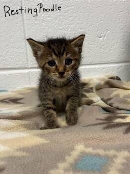 Domestic Short Hair Cats Available for Adoption in Spruce Pine, North Carolina - Resting Poodle | PetCurious