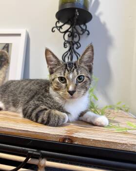Rescue Domestic Short Hair Cats for Adoption in Boca Raton, Florida - Eli | PetCurious