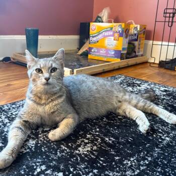 Jules -  Domestic Short Hair Cat for Adoption in Granville, Ohio - Jules | PetCurious