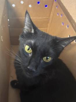 Domestic Short Hair Cats Available for Adoption in West Chester, Pennsylvania - Nova | PetCurious