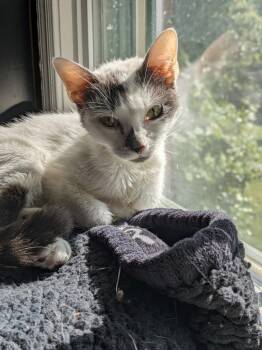Rescue Domestic Short Hair Cats for Adoption in Youngsville, North Carolina - Purrtricia24 | PetCurious