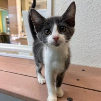 Domestic Short Hair Cats Available for Adoption in Fresno, California - Misty | PetCurious