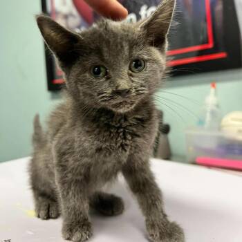 Pepper -  Domestic Short Hair Cat for Adoption in Edwardsville, Illinois - Pepper | PetCurious