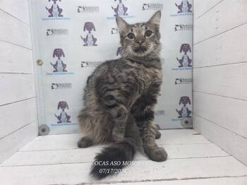 A600792 -  Domestic Medium Hair Cat for Adoption in Orlando, Florida - A600792 | PetCurious
