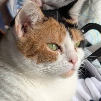 Sausage -  American Shorthair Cat for Adoption in West Des Moines, Iowa - Sausage | PetCurious