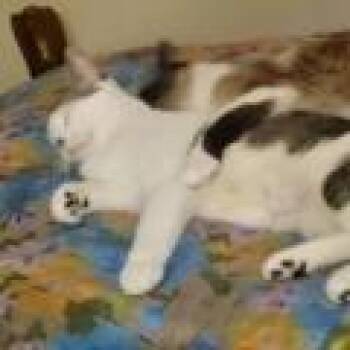 Domestic Short Hair Cats Available for Adoption - Legume | PetCurious