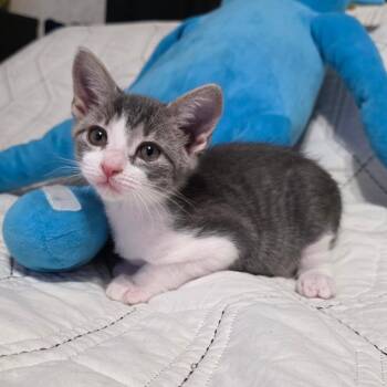 Parrott -  Domestic Short Hair Cat for Adoption in Valdosta, Georgia - Parrott | PetCurious