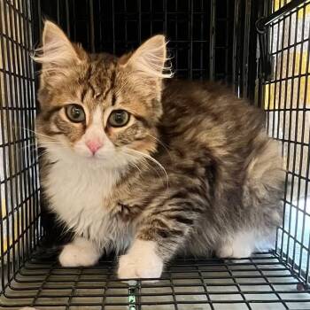 Domestic Long Hair Cats Available for Adoption in Pahoa, Hawaii - Beep | PetCurious