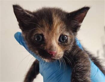 PINTO -  Domestic Short Hair Cat for Adoption in Fort Lauderdale, Florida - PINTO | PetCurious