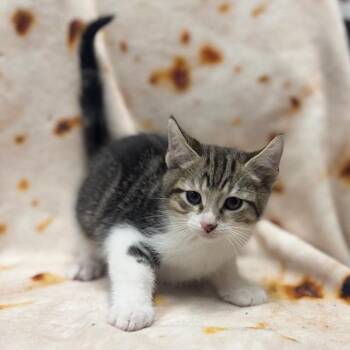 Domestic Short Hair Cats Available for Adoption - Edamame | PetCurious