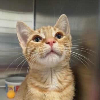 Caleb -  Domestic Short Hair Cat for Adoption in East Hampton, New York - Caleb | PetCurious