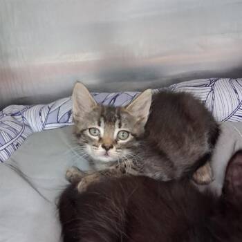 TUNA -  Domestic Short Hair Cat for Adoption in Fort Walton Beach, Florida - TUNA | PetCurious