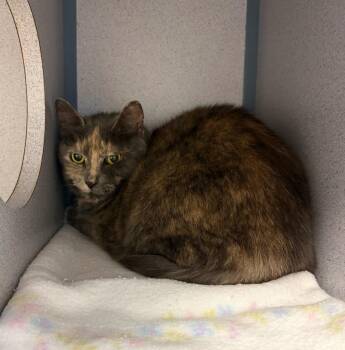 Tilly -  Domestic Short Hair Cat for Adoption in Liverpool, New York - Tilly | PetCurious