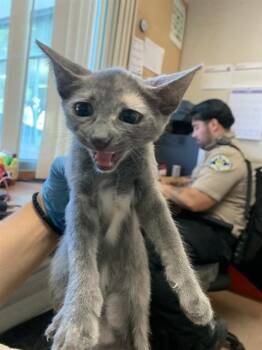 A1409368 -  Domestic Short Hair Cat for Adoption in San Jose, California - A1409368 | PetCurious