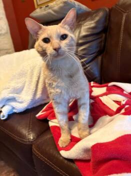 Fred -  Tabby Cat for Adoption in San Antonio, Texas - Fred | PetCurious