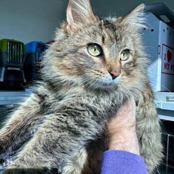 Domestic Medium Hair Cats Available for Adoption in Matteson, Illinois - Hazel | PetCurious