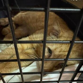 Domestic Short Hair Cats Available for Adoption in Abingdon, Maryland - 0426-79 (FRA) Bingo | PetCurious