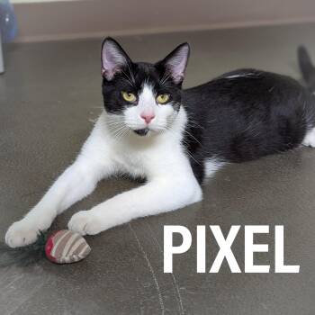 Rescue Domestic Short Hair and Tuxedo Cats for Adoption in Griffith, Indiana - PIXEL | PetCurious