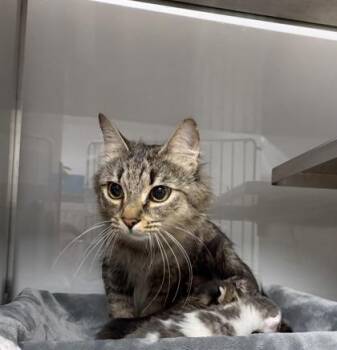 Domestic Medium Hair and Domestic Short Hair Cats Available for Adoption - Mila | PetCurious