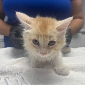 Brooklyn -  Domestic Medium Hair Cat for Adoption in Riverside, California - Brooklyn | PetCurious