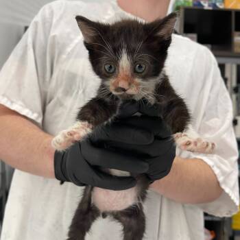 Rescue Domestic Short Hair Cats for Adoption in Lakewood, California - Cookie Crisp | PetCurious