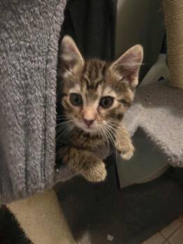 Discovery -  Domestic Short Hair Cat Available for Adoption in Chicago, Illinois - Discovery | PetCurious
