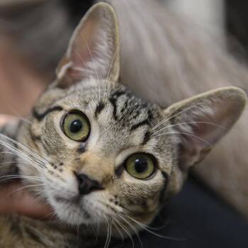 Ron (blue collar) -  Domestic Short Hair Cat for Adoption in Redwood City, California - Ron (blue Collar) | PetCurious