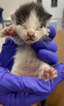 BINGO -  Domestic Short Hair Cat for Adoption in Palmetto, Florida - BINGO | PetCurious