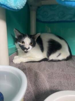 Rescue Domestic Short Hair Cats for Adoption in Key West, Florida - Moe | PetCurious