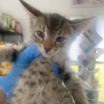 Jalapeno -  Domestic Short Hair Cat for Adoption in Chapel Hill, North Carolina - Jalapeno | PetCurious